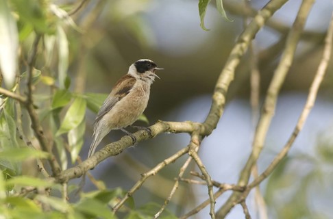Eurasian Penduline Tit (Remiz pendulinus) male singing, Brandenburg, Germany