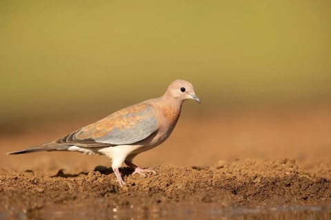 Laughing Dove (Spilopelia senegalensis), South Africa