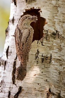 Eurasian Wryneck (Jynx torquilla) at nest cavity with food in beak, Saxony-Anhalt, Germany