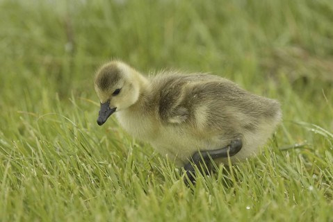 Canada Goose (Branta canadensis) chick, Ohio, USA
