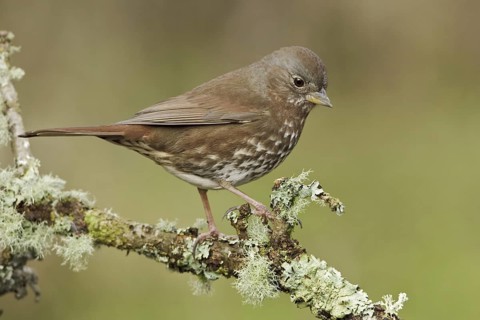 Sooty Fox Sparrow (Passerella unalaschcensis), British Columbia, Canada