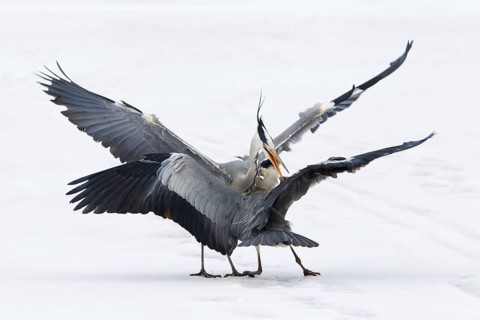 Grey Heron (Ardea cinerea) flying, Berlin, Germany