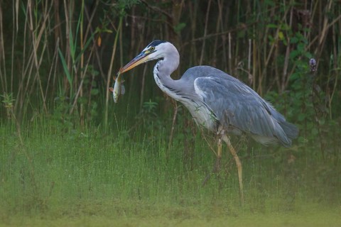Grey Heron (Ardea cinerea) with fish prey, North Rhine-Westphalia, Germany