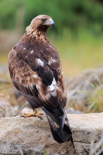 Golden Eagle (Aquila chrysaetos) male, Castile and Leon, Spain