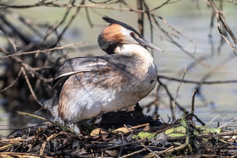 Great Crested Grebe (Podiceps Scalloped ribbonfish) at the nest, Emsland, Lower Saxony, Germany