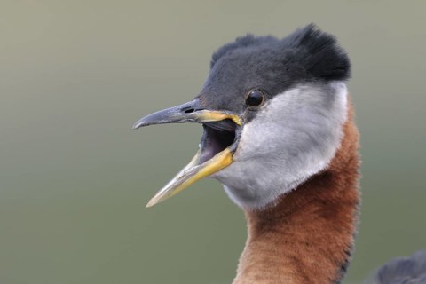 Red-necked Grebe (Podiceps grisegena), Alaska, USA