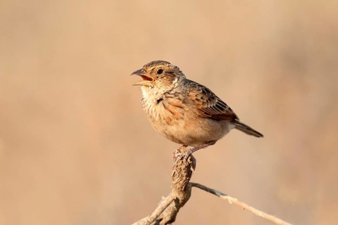 Horsfield's Bush Lark (Mirafra javanica) perched on a branch, Queensland, Australia