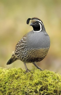 California Quail (Callipepla californica) male, Canada
