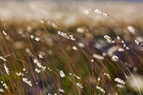 Tall grass in the wind, feathery fluffy tips, minimalistic, close-up, background picture, east