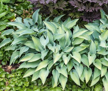 Funkia (Hosta 'June'),  Sweden