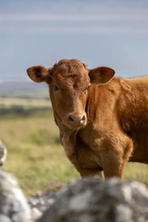 Close-up of a brown cow in a pasture
