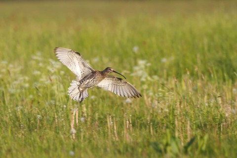 Eurasian Curlew (Numenius arquata) flying, North Rhine-Westpalia, Germany
