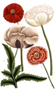Botany, plants, a. papaver eraticum, b. papaver erraticum rubrum, c. papaver hortense album, d.
