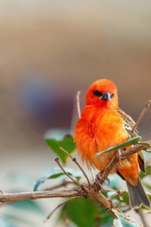 A male red fody (Foudia madagascariensis) sits in a tree. Madagascar, Amirantes, Comoros,