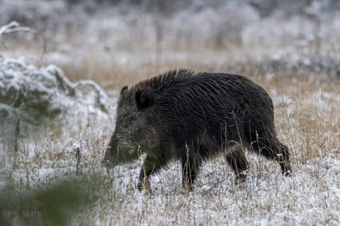 A wild boar boar (Sus scrofa) in search of a mating boar, early winter, winter, snow, cold, rush,