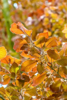 Blood Beech (Fagus sylvatica 'Atropunicea'), Federal Republic of Germany