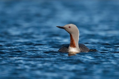 Red-throated Loon (Gavia stellata), Iceland