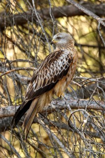 Red Kite (Milvus milvus), perched on a branch, Castile and Leon, Spain