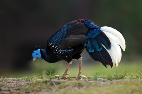 Crested Fireback (Lophura ignita rufa) male, Pahang, Malaysia