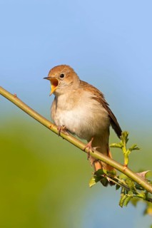 Nachtigall, Rufous Nightingale, Nightingale, Common Nightingale, Luscinia megarhynchos, Rossignol