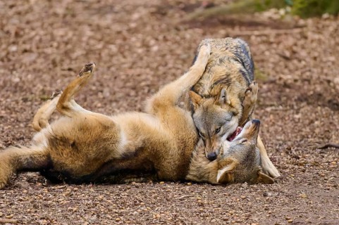Two wolves interacting playfully on brown ground, Wolf (Canis Lupus), Germany