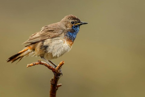 Bluethroat (Luscinia svecica), perched, Castile and Leon, Spain
