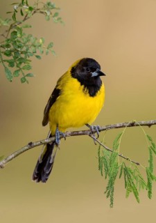 Audubon's Oriole (Icterus graduacauda) perched on a branch, Texas, USA