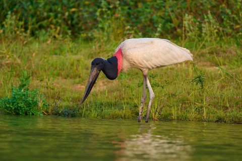Jabiru bending over the water, showing its distinctive black head and red neck in green