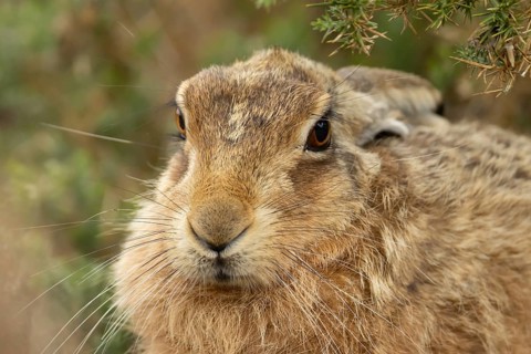 European brown hare (Lepus europaeus) adult animal head portrait, England, United Kingdom