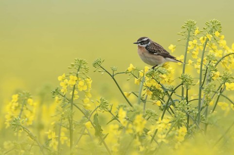 Whinchat (Saxicola rubetra) male, Thuringia, Germany