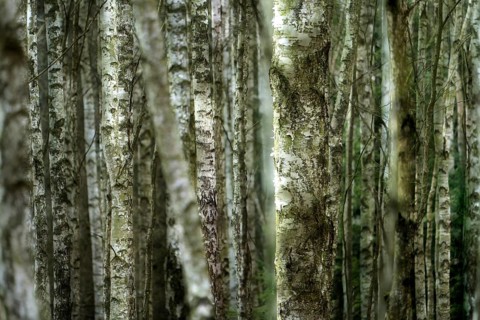 Birch forest as a natural burial grave site, Hofgeismar, Weser Uplands, Weserbergland, Hesse,