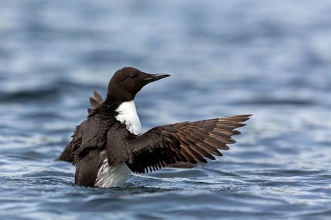 Trottellumme, Common Guillemot, Guillemot, Common Murre, Uria aalge, Guillemot de Troïl, Arao Común