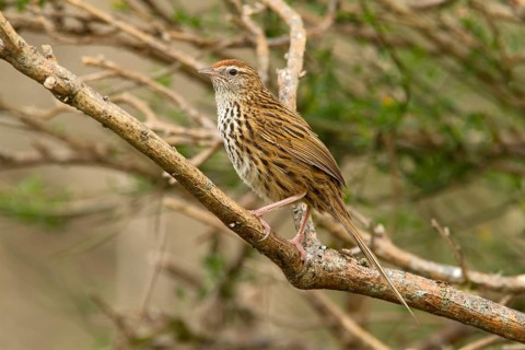 New Zealand Fernbird (Megalurus punctatus), New Zealand