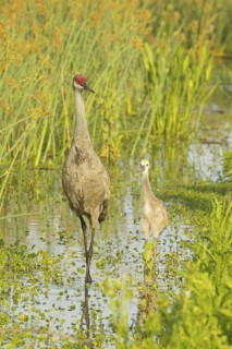 Sandhill Crane (Antigone canadensis) with chick, Florida, USA