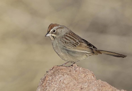 Rufous-crowned Sparrow (Aimophila ruficeps), New Mexico, USA