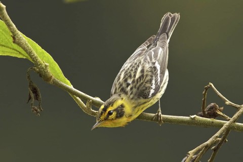 Blackburnian Warbler (Setophaga fusca) female, Ecuador