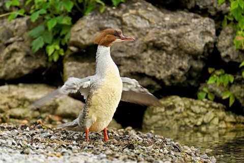 Goosander (Mergus merganser), female shaking her wings, Lake Zug, Cham, Canton Zug, Switzerland