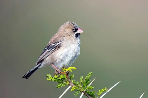 Bearded Weaver, Moustached Weaver, (Sporopipes squamifrons), Animals, Birds, Weaverbirds, Mountain