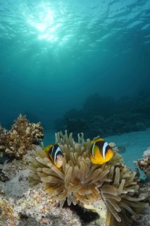 Red sea anemonefish (Amphiprion bicinctus)