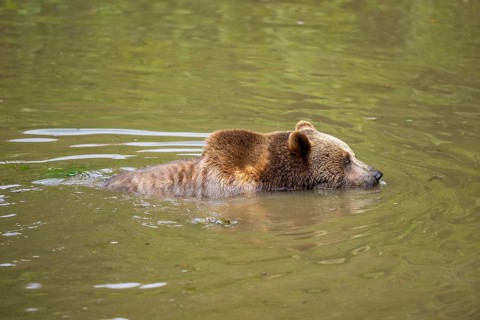 Eurasian brown bear (Ursus arctos arctos) in a little lake, Bavarian Forest, Bavaria, Germany