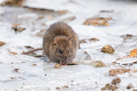 Brown rat (Rattus norvegicus) adult rodent animal feeding on food on ice in winter, England, United