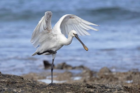 Eurasian Spoonbill (Platalea leucorodia), Fuerteventura, Spain