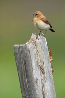 Balkan Wheatear, Mediterranean Wheatear, Mediterranean Wheatear subspecies melanoleuca, Eastern