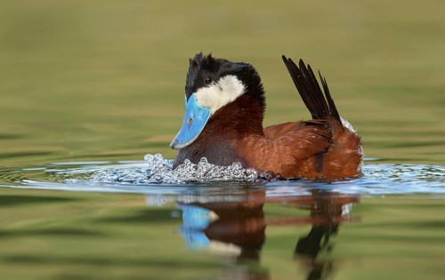 Ruddy Duck (Oxyura jamaicensis) male, British Columbia, Canada