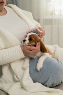 A woman gently brushes a small dog on their lap, showcasing a moment of pet care and relaxation.
