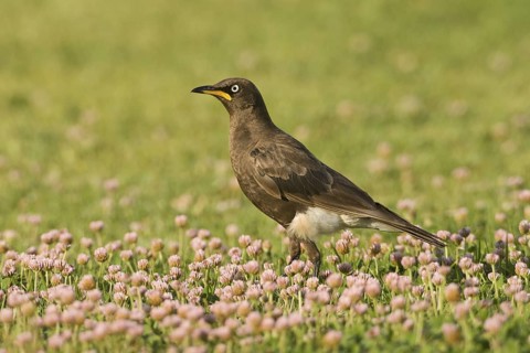 Pied Starling (Lamprotornis bicolor), South Africa