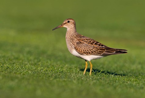 Pectoral Sandpiper (Calidris melanotos), British Columbia, Canada