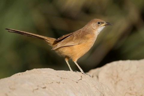 Fulvous Babbler - Akaziendrossling - Argya fulva ssp. maroccana, Morocco