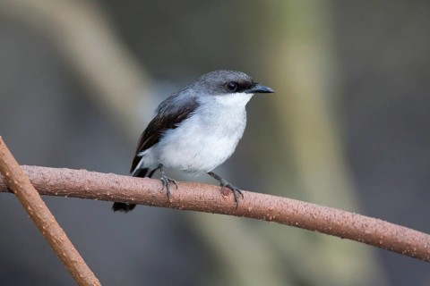 Mangrove Robin (Peneoenanthe pulverulenta leucura), Queensland, Australia
