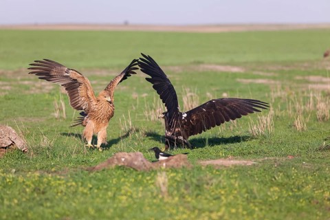 Iberian Eagle (Aquila adalberti), Spanish imperial eagle, Extremadura, Castilla La Mancha, Spain